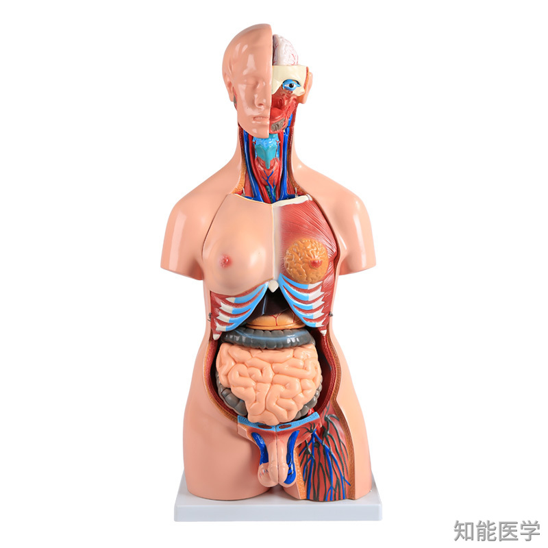 人体解剖模型在临床实习中的作用