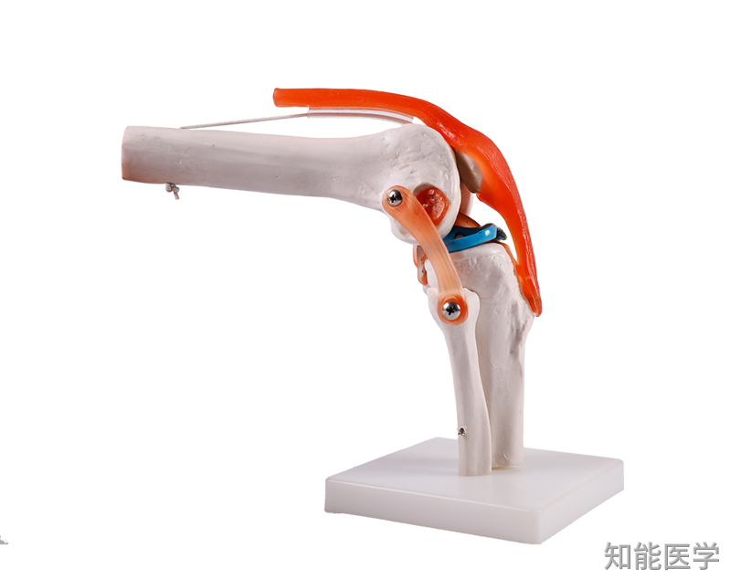 人体骨骼模型