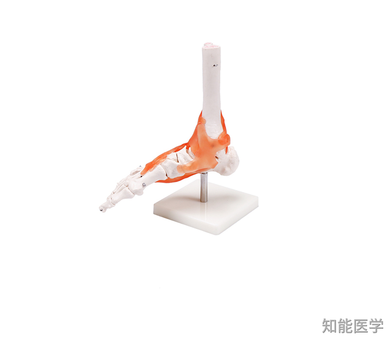 人体骨骼模型