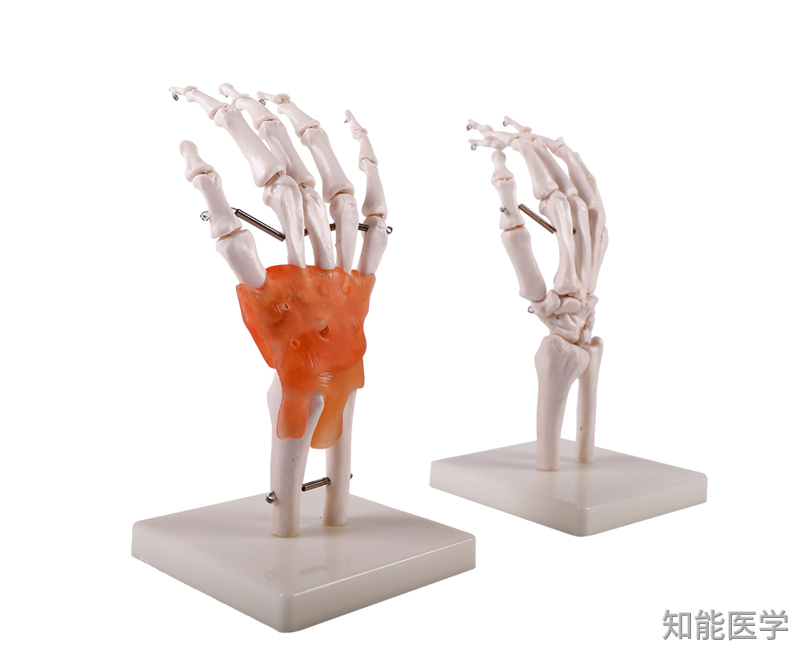 人体骨骼模型