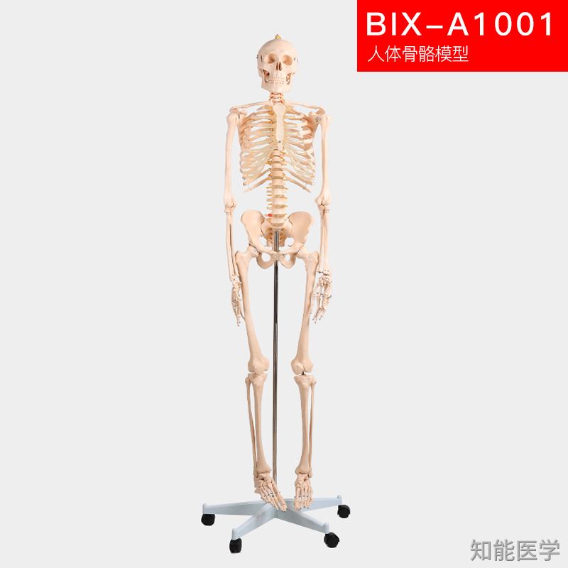 人体骨骼模型