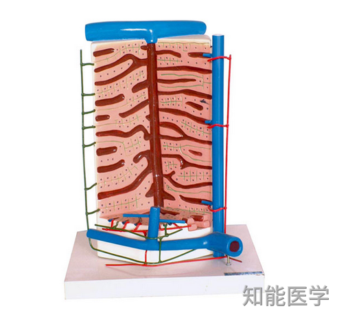 肝小叶的结构与功能