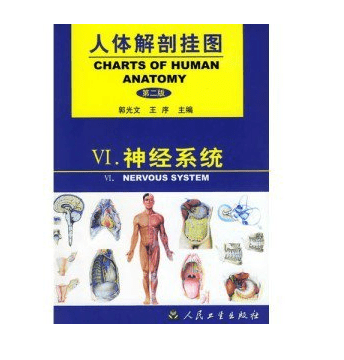《人体解剖挂图》-神经系统