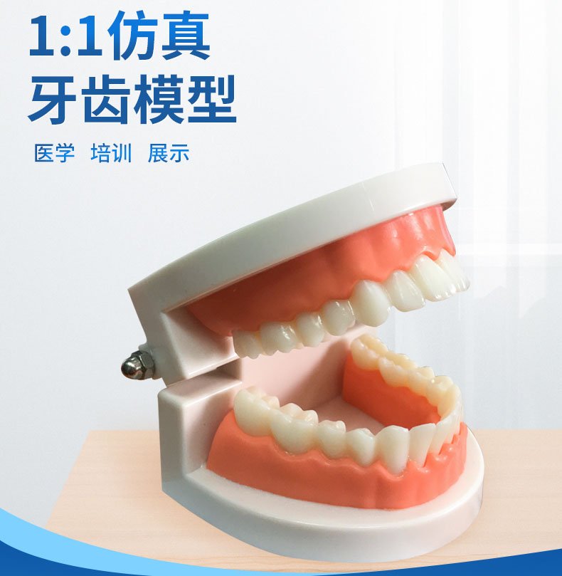标准全口牙齿模型（BIX-L1023）
