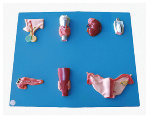 人体内分泌器官模型（BIX-A1113）