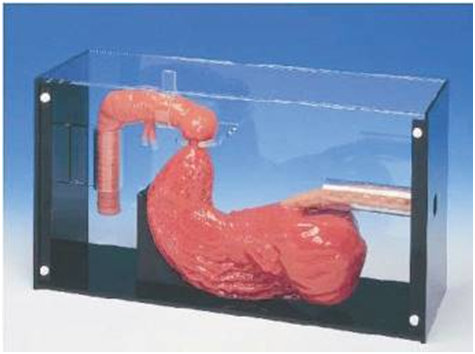 ERCP检查训练模型（BIX-ERCP）