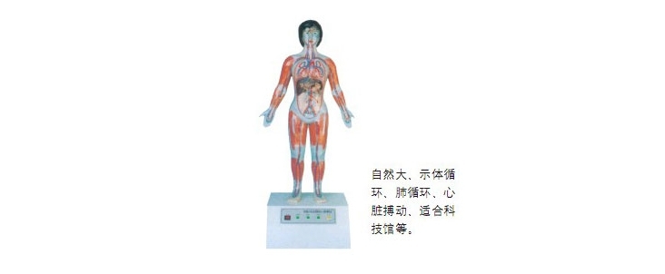 微电脑人体心动周期与大、小循环演示仪（BIX-A2114）