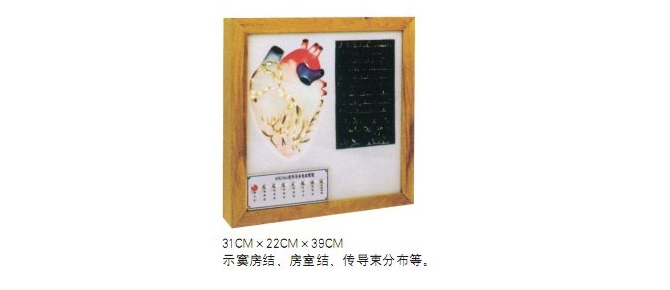 心脏传导系统电动模型（BIX-A2104）
