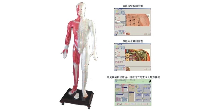 多媒体人体针灸穴位发光模型（MAW-170E）