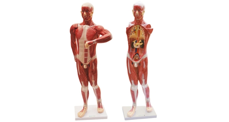 人体肌肉及胸腹腔脏器解剖模型（BIX-1068）