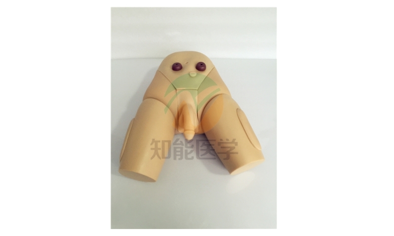 高级男性导尿模型（BIX/H70-2）